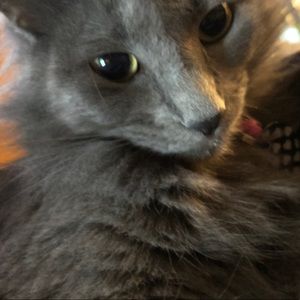 Meet your Posher, Priscilla